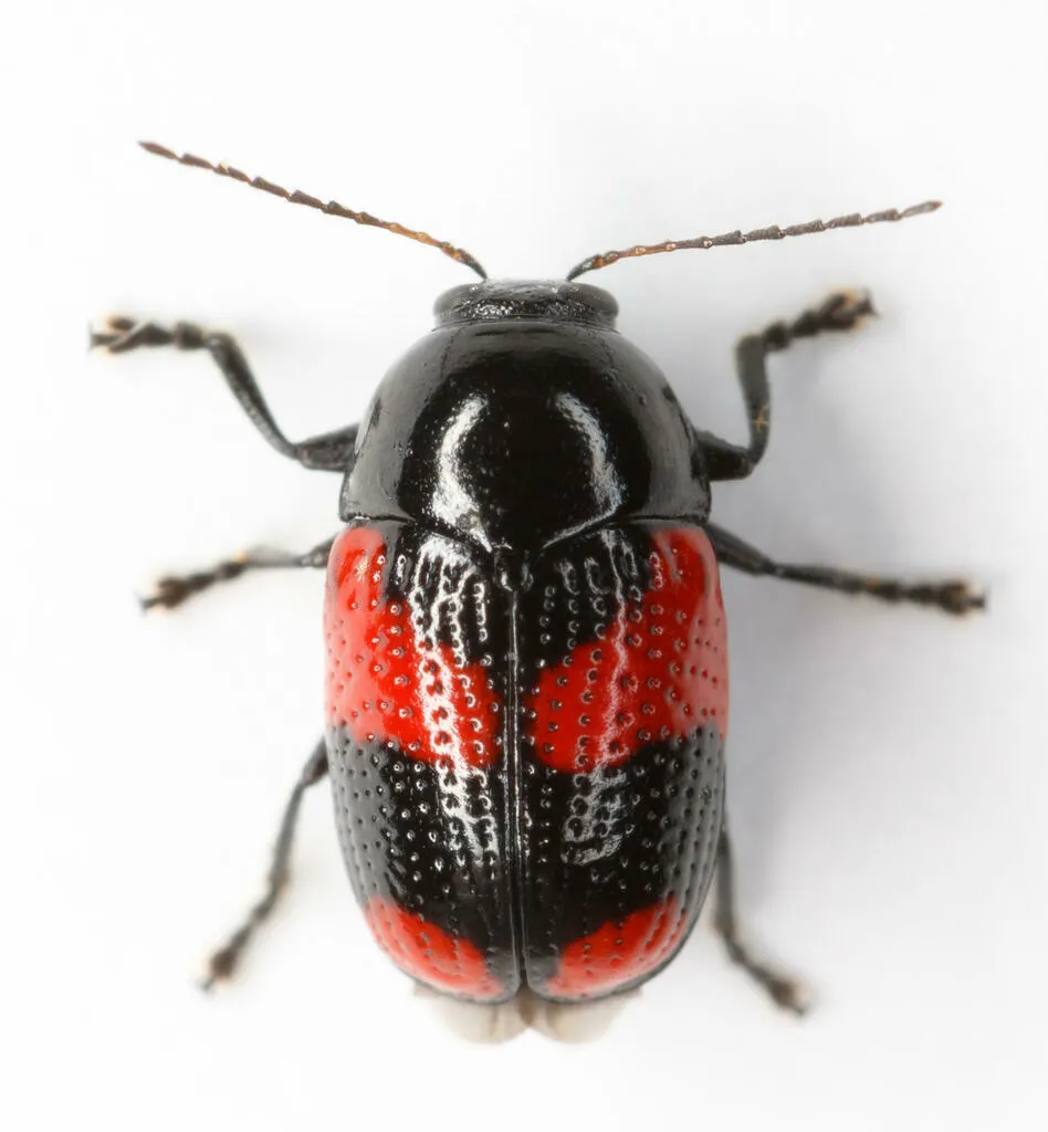 Cryptocephalus binominis - photo 2