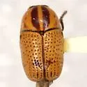 Cryptocephalus binotatus - Cryptocephalus binotatus