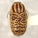 Cryptocephalus binotatus - photo 2