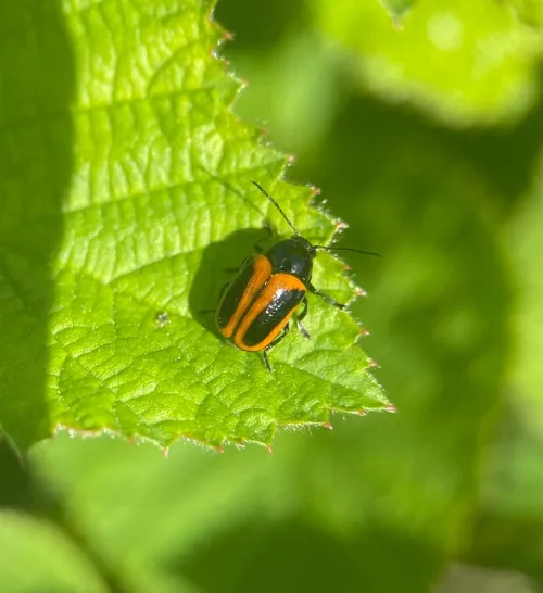 Cryptocephalus bipunctatus - photo 2
