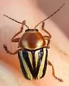 Cryptocephalus bispinus - photo 2