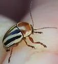 Cryptocephalus bispinus - photo 3