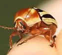 Cryptocephalus bispinus - photo 4