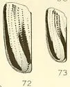 Cryptocephalus bispinus - photo 5