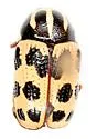 Cryptocephalus bivius - photo 2