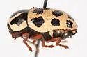 Cryptocephalus bivius - photo 3