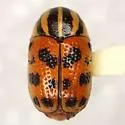 Cryptocephalus bivius - photo 5