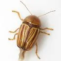 Cryptocephalus brunneovittatus - photo 2