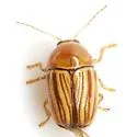 Cryptocephalus brunneovittatus - photo 3