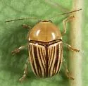 Cryptocephalus brunneovittatus - photo 4