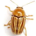Cryptocephalus brunneovittatus - photo 5