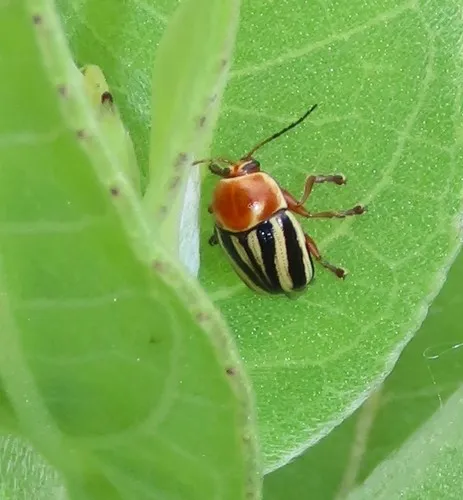 Cryptocephalus calidus - photo 2