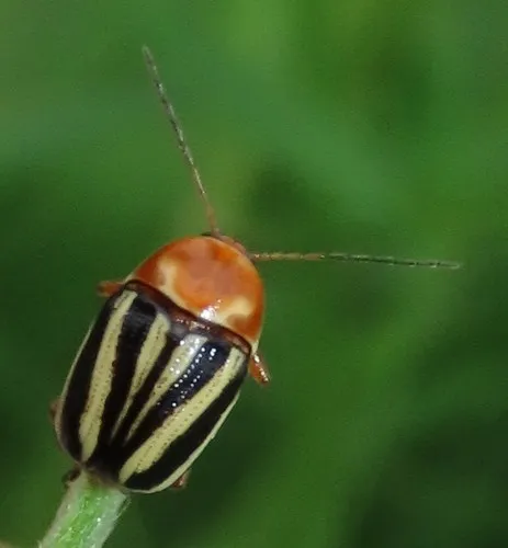 Cryptocephalus calidus - photo 3