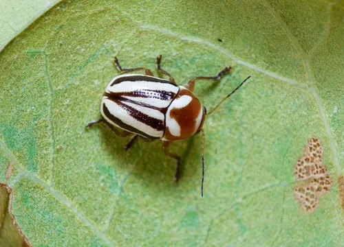 Cryptocephalus calidus - photo 4
