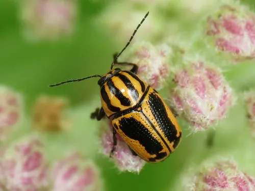 Cryptocephalus castaneus - Cryptocephalus castaneus