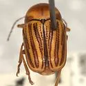 Cryptocephalus cerinus - Cryptocephalus cerinus