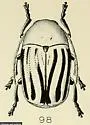 Cryptocephalus confluentus - photo 4
