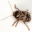 Cryptocephalus cribripennis - photo 2