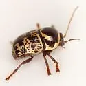 Cryptocephalus cribripennis - photo 3