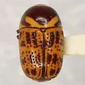 Cryptocephalus cribripennis - photo 4