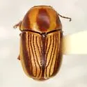 Cryptocephalus cuneatus - Cryptocephalus cuneatus