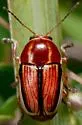 Cryptocephalus cuneatus - photo 2
