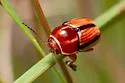 Cryptocephalus cuneatus - photo 3