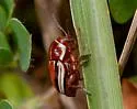Cryptocephalus cuneatus - photo 4