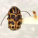 Cryptocephalus cupressi - Cryptocephalus cupressi