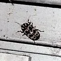 Cryptocephalus cupressi - photo 2