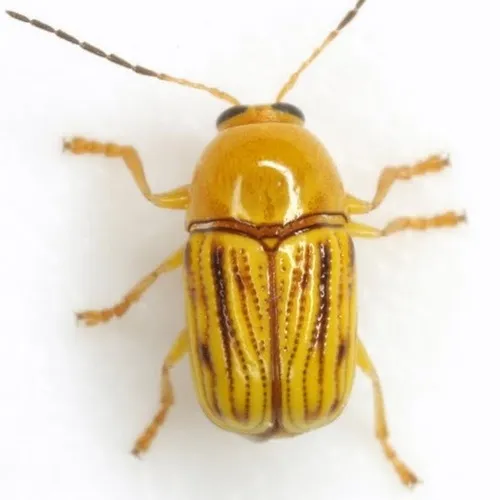 Texas Yellow Cryptocephalus - photo 2