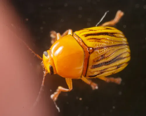Texas Yellow Cryptocephalus - photo 3