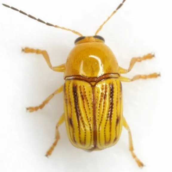 Texas Yellow Cryptocephalus - photo 4
