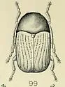 Cryptocephalus dorsatus - photo 2