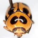 Cryptocephalus downiei - photo 2