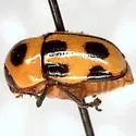 Cryptocephalus downiei - photo 3