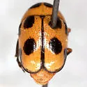 Cryptocephalus downiei - photo 4