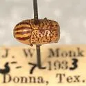 Cryptocephalus duryi - photo 2