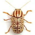 Cryptocephalus duryi - photo 3
