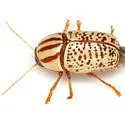 Cryptocephalus duryi - photo 4