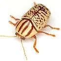 Cryptocephalus duryi - photo 5