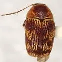 Cryptocephalus falli - photo 2