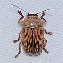 Cryptocephalus falli - photo 3