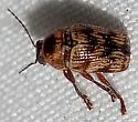 Cryptocephalus falli - photo 4