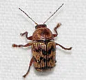 Cryptocephalus falli - photo 5