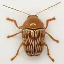 Cryptocephalus fulguratus - Cryptocephalus fulguratus