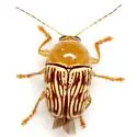 Cryptocephalus fulguratus - photo 2