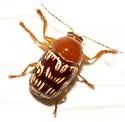 Cryptocephalus fulguratus - photo 3