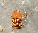 Cryptocephalus fulguratus - photo 4