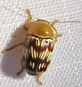 Cryptocephalus fulguratus - photo 5